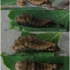 nep rivularis larva4 volg21